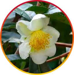 image (1)